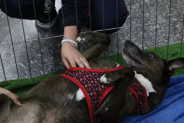 Imposto federal sobre pets é “fake”, esclarece governo