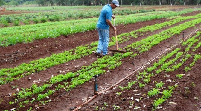 Inclusivo e Próspero: Mato Grosso do Sul lidera adesão de agricultores familiares ao Programa Fomento Rural