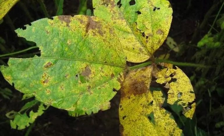 Fungo que pode comprometer 90% da produção de soja é detectado em MS