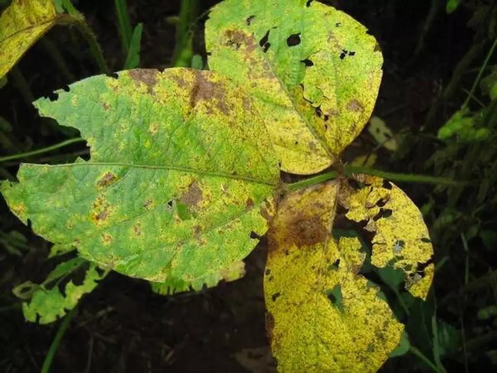 Fungo que pode comprometer 90% da produção de soja é detectado em MS