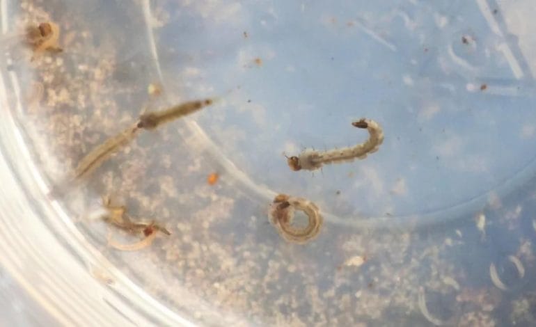 Mato Grosso do Sul registra mais de 8,4 mil casos confirmados de dengue e 20 óbitos