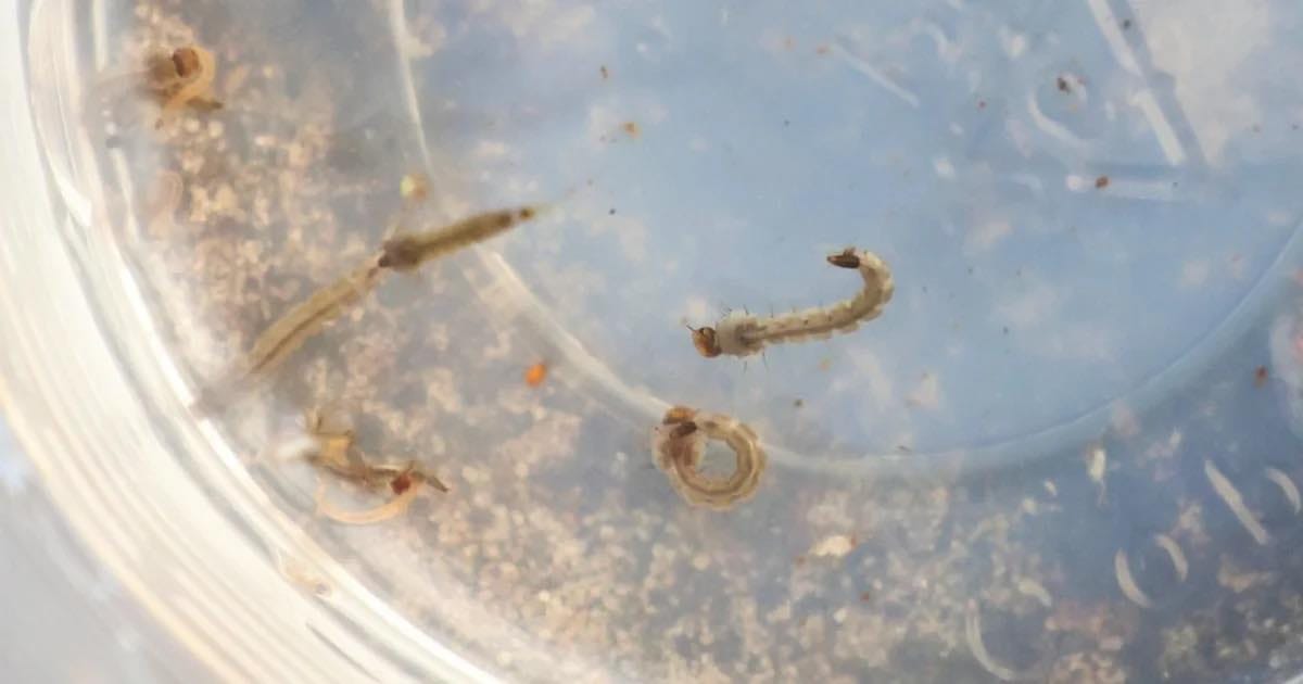 Mato Grosso do Sul registra mais de 8,4 mil casos confirmados de dengue e 20 óbitos