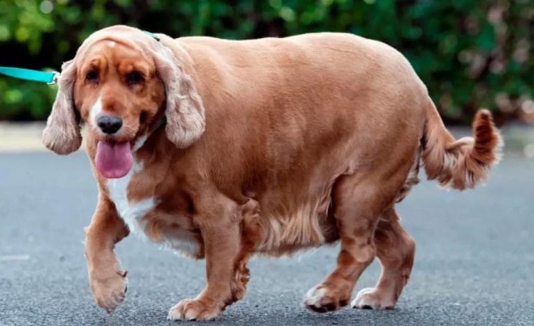 Ozempet? caneta emagrecedora para animais pode virar realidade