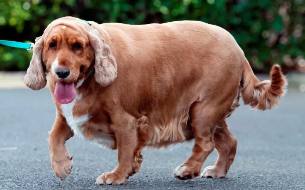 Ozempet? caneta emagrecedora para animais pode virar realidade