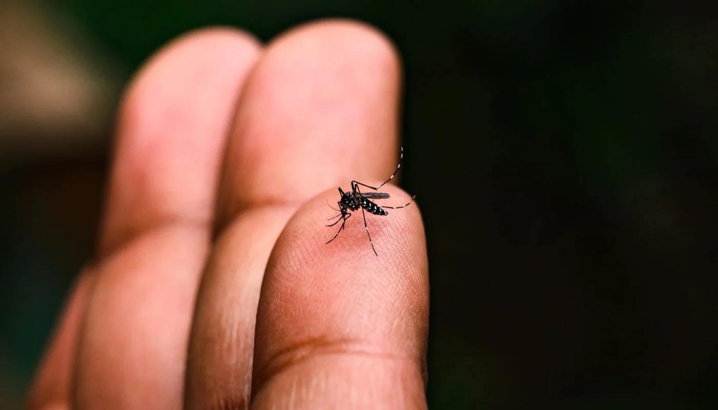 Em MS, Chikungunya infecta 8 pessoas por dia