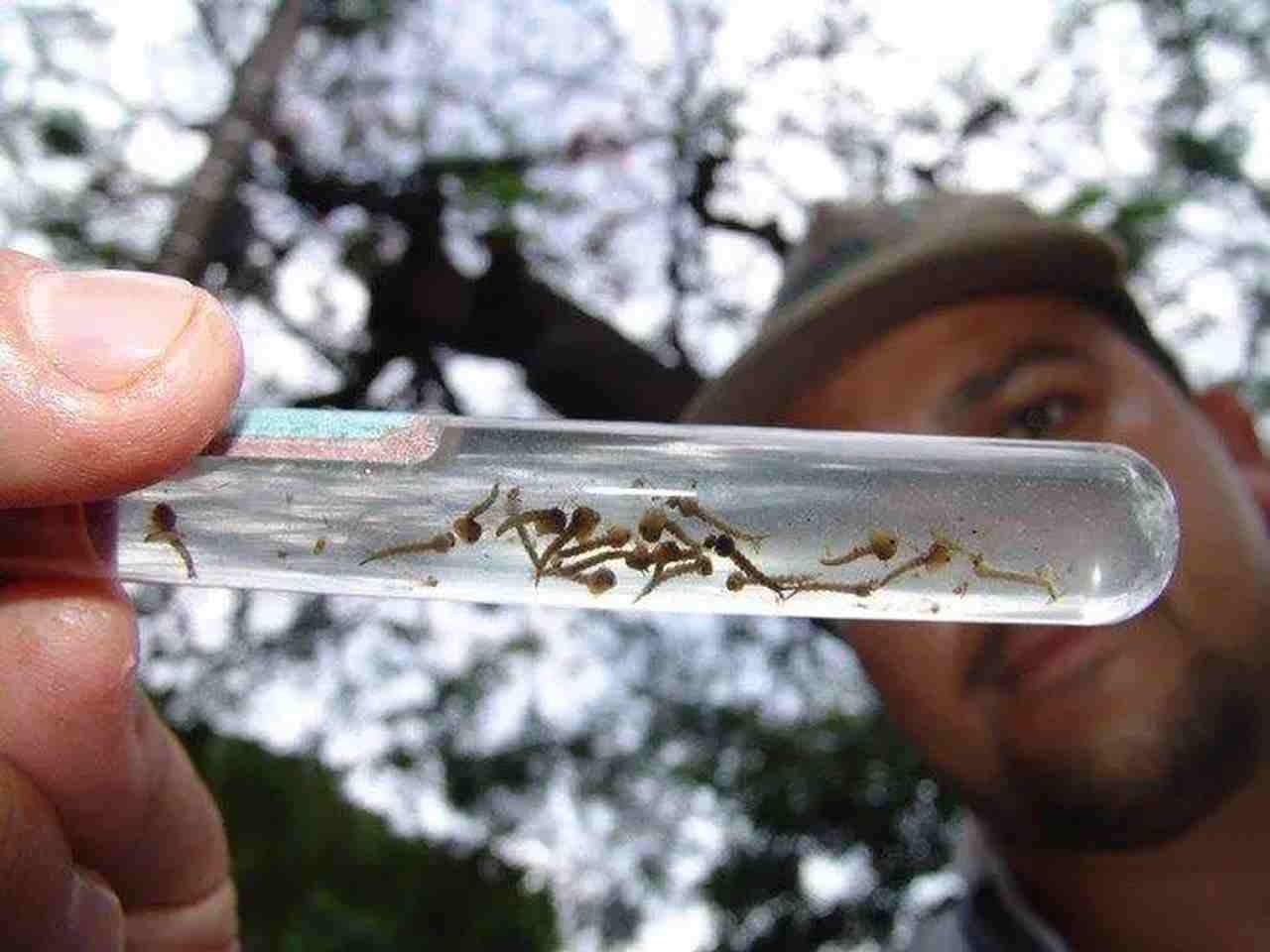 Sétima morte por chikungunya é confirmada em MS em meio à epidemia em 11 cidades